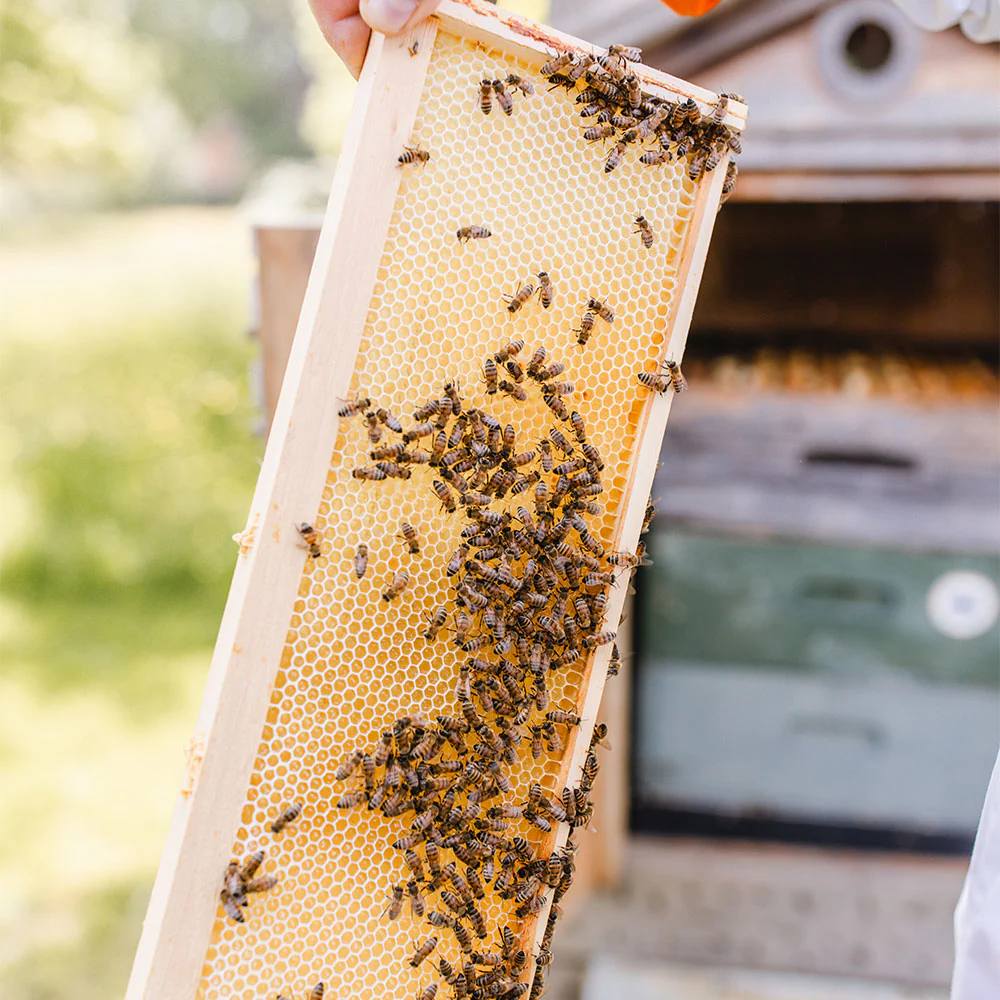 Highgrove Harmony Royal Garden Honey - Image 3